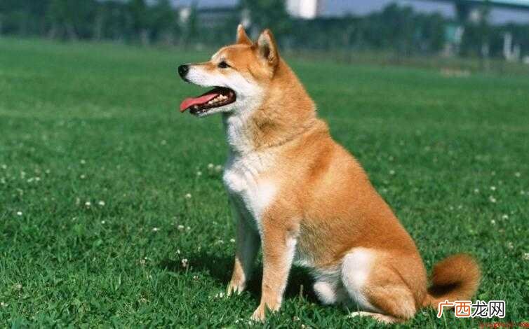 日本柴犬的特点有哪些