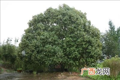 低洼地适宜种那些树,侧柏树耐阴好活？