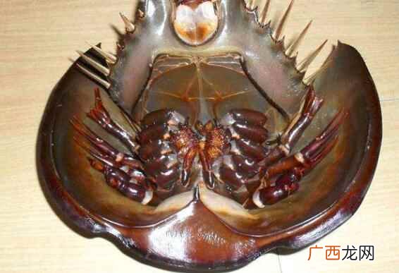 鲎鱼怎么吃