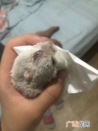 仓鼠眼睛发炎流脓怎么办,仓鼠肚脐上有黄黄的东西还结痂了怎么办？