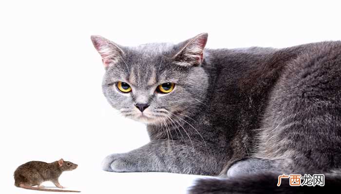 梦见猫捉老鼠并且叼着预示着你的运势