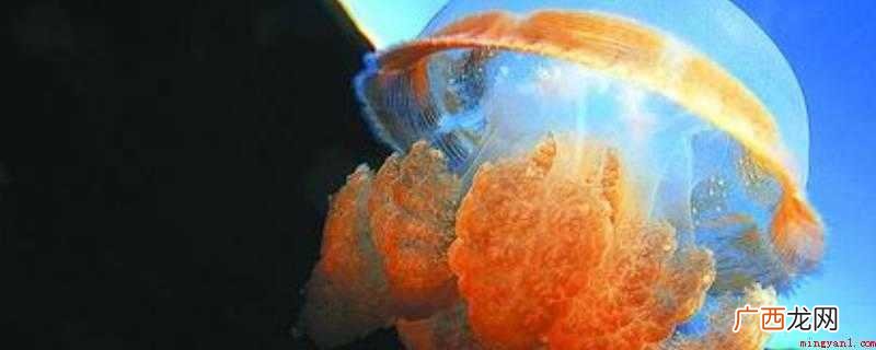 水母在浮浪幼虫阶段不吃东西,直到它们生长到四触手 海蜇吃什么