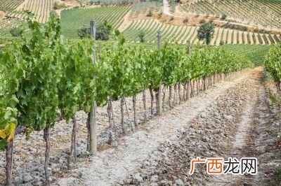 怎么刺激老桩发芽,如何促进九里香老桩发芽茂盛？