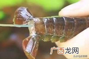 火爆龙虾怎么个做法呢,火爆小龙虾的做法？