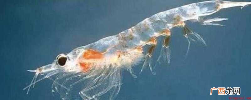 人可以吃磷虾干_健康频道 人可以吃磷虾干吗
