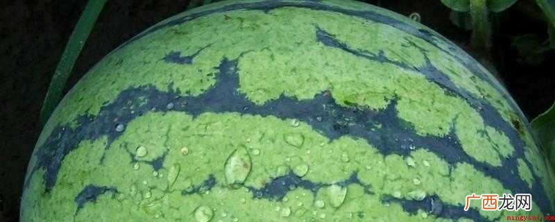 西瓜应该在新鲜的时候吃 泡水西瓜可以吃吗