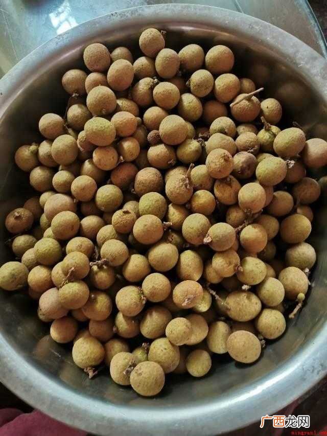 晒龙眼肉的正确方法:剪掉新鲜龙眼的枝梗 晒龙眼肉正确的方法