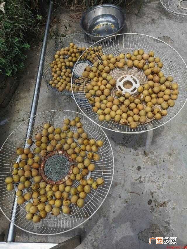 晒龙眼肉的正确方法:剪掉新鲜龙眼的枝梗 晒龙眼肉正确的方法