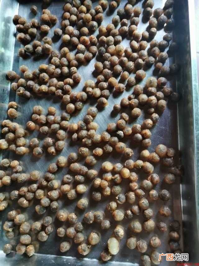 晒龙眼肉的正确方法:剪掉新鲜龙眼的枝梗 晒龙眼肉正确的方法
