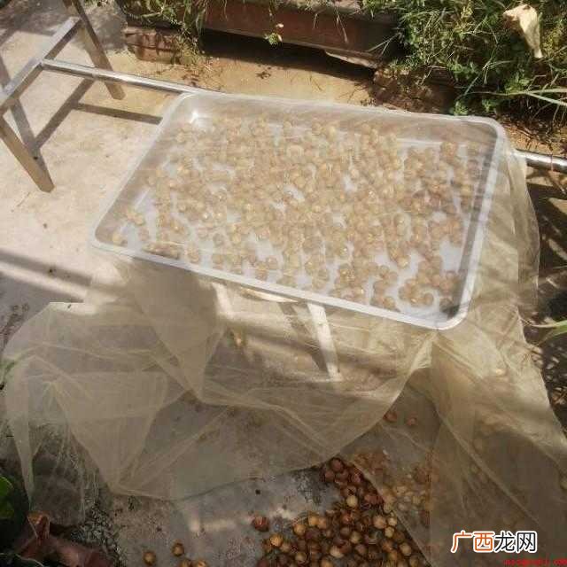 晒龙眼肉的正确方法:剪掉新鲜龙眼的枝梗 晒龙眼肉正确的方法