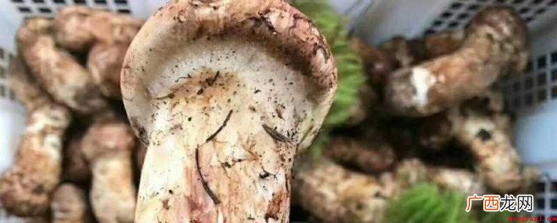 松茸不可以水清洗的缘故 松茸为什么不能水洗