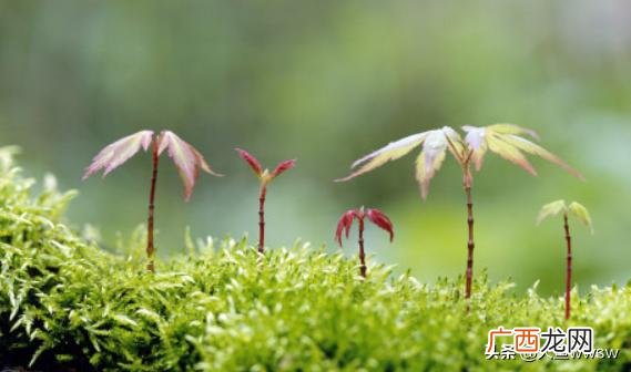植树节用英语怎么说,植树节用英语怎么写？