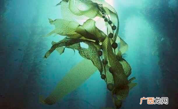 海藻是海带吗