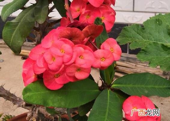 虎刺梅怎么扦插,虎刺可以直接扦插吗？