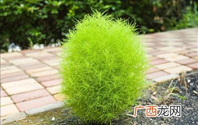 扫帚叶子功效与作用,扫帚的毛叫什么？