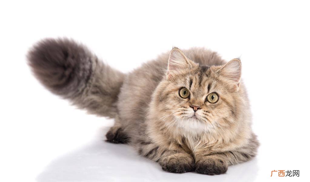 猫竖起尾巴是什么意思,猫咪的尾巴竖起来是什么意思？