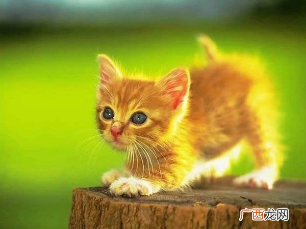 猫是夜行动物吗,晚上把猫拴起来好吗？