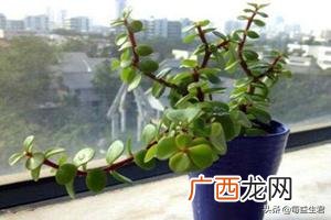 我的金枝玉叶为什么光掉叶子,金枝玉叶移盆后叶子掉光了怎么办？