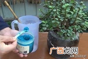 我的金枝玉叶为什么光掉叶子,金枝玉叶移盆后叶子掉光了怎么办？
