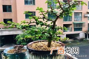 我的金枝玉叶为什么光掉叶子,金枝玉叶移盆后叶子掉光了怎么办？