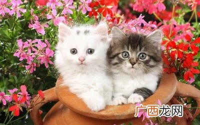 猫会认主人吗,为什么猫很容易认主？