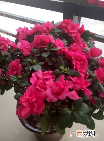 杜鹃花怎么养,杜鹃花养殖教程?