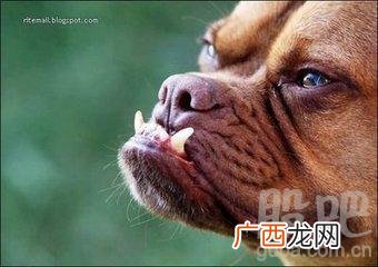 狗狗吐黄水是什么原因,狗狗吐黄水的6种情况？