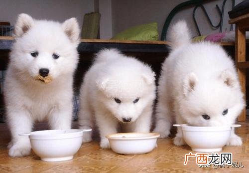 狗狗吐黄水是什么原因,狗狗吐黄水的6种情况？