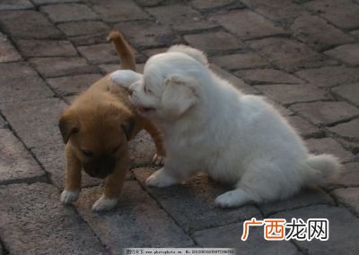 狗为什么会得细小,狗狗在什么情况下容易得细小病？