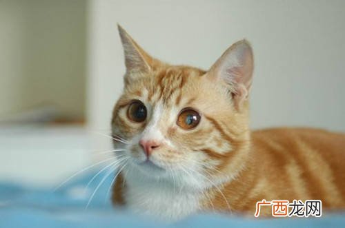 猫咪尿血是怎么回事,猫尿血是怎么回事？
