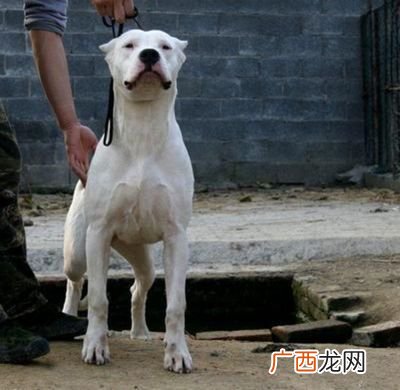 杜高犬怎么样,杜高护卫性好吗？