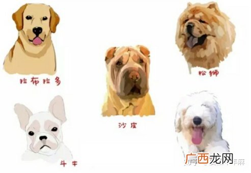 狗狗流口水是什么原因,狗狗流口水怎么回事？