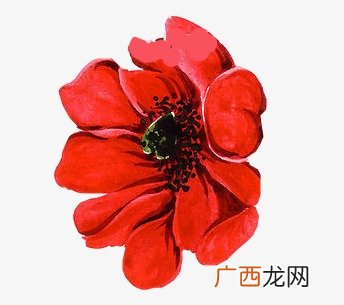 红色的花有哪些,叫什么红的花有哪些？