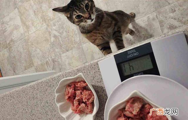 猫能吃生肉吗,猫咪为什么突然吃生肉？