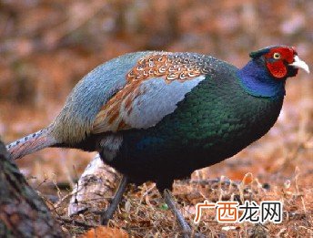 野鸡和野山鸡有什么区别,七彩山鸡好还是野山鸡好?