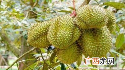 榴莲怎么种植,榴莲树几月种植最好？