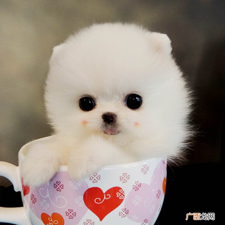 博美茶杯犬好养吗,博美茶杯犬长大后的样子？