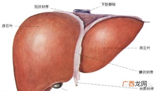 猫粮狗能吃吗,猫粮狗能吃吗？