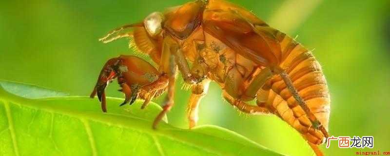金蝉是生物界节肢动物门、昆虫纲、同翅目、蝉科昆虫的代表种 知了怎么放冰箱保存