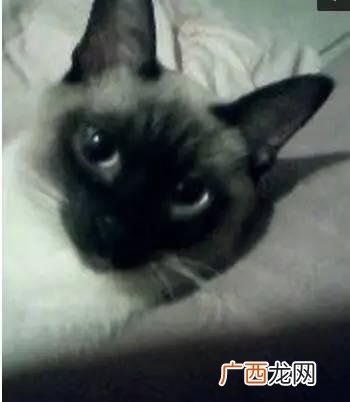 暹罗猫好养吗,暹罗猫好养？