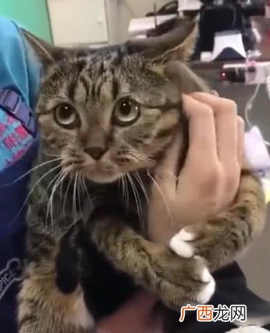 猫需要洗澡吗,猫咪要洗澡吗？