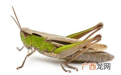 蝗虫是什么样子,灰蝗虫的蜕皮过程？