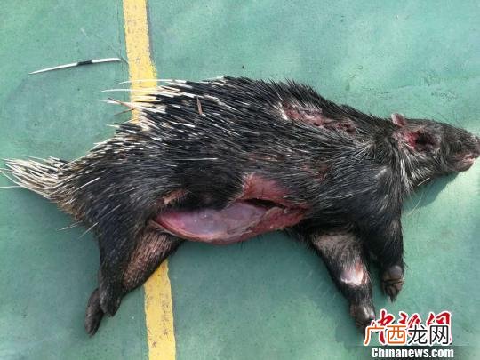 什么是国家三有野生保护动物,三有保护动物名录2021？