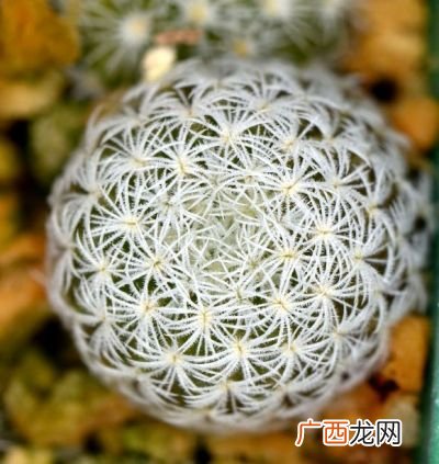 常见的仙人掌种类都包括哪些,仙人掌的种类特点？