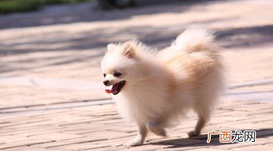 小型犬品种有哪些,建议养的10种小型猫？