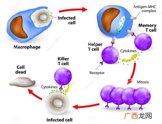 细胞因子是什么,细胞因子的产生和分泌有何特点？