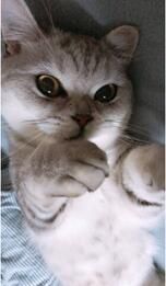 怎么教小猫用猫砂,幼猫怎么用猫砂盆？