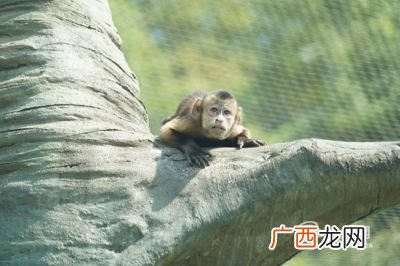 表情包怎么做,如何自创表情包？
