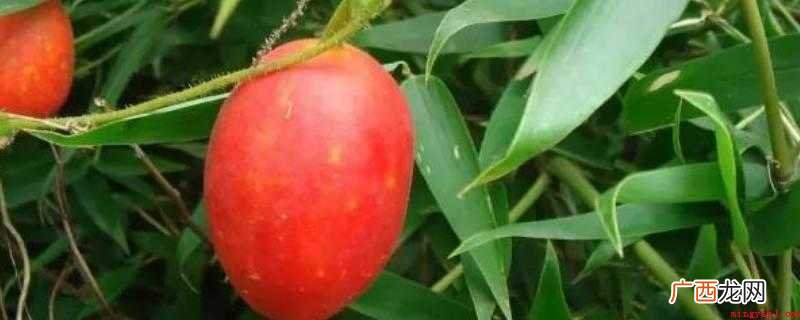 玉瓜又被称为王瓜,葫芦科,楼属一年生植物 玉瓜又叫什么瓜