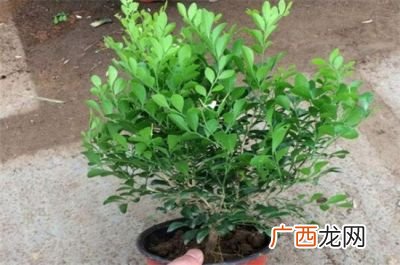 九里香怎么养,养直筒九里香的正确方法？